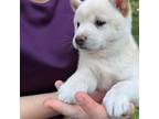 Shiba Inu Puppy for sale in Beulaville, NC, USA