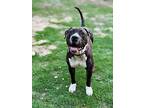 Delilah, American Staffordshire Terrier For Adoption In Phenix City, Alabama
