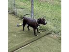 Rosie, Staffordshire Bull Terrier For Adoption In Lincoln, Nebraska