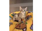 Frasier, Domestic Shorthair For Adoption In Goodyear, Arizona