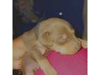 Miniature Pinscher Puppy for sale in Battle Creek, MI, USA