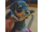 Miniature Pinscher Puppy for sale in Battle Creek, MI, USA