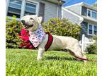 Margot, Westie, West Highland White Terrier For Adoption In Thornwood, New York