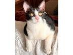 Luke - Bonded With Pompom, Domestic Shorthair For Adoption In Fremont