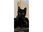Little One, Domestic Shorthair For Adoption In Fremont, California