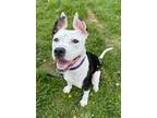 Becca, American Pit Bull Terrier For Adoption In Madison, New Jersey
