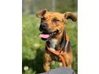 Lucille Ball, Miniature Pinscher For Adoption In Madison, New Jersey