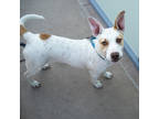 Blissy, Terrier (unknown Type, Small) For Adoption In San Francisco, California