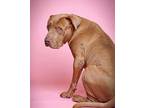 Peanut, American Staffordshire Terrier For Adoption In Los Angeles, California