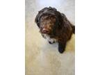 Olive, Portuguese Water Dog For Adoption In Millersburg, Ohio