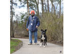 Tito, American Pit Bull Terrier For Adoption In Ann Arbor, Michigan