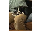 Bridgett, American Pit Bull Terrier For Adoption In Clinton Township, Michigan