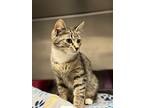 Florence, Domestic Shorthair For Adoption In Moscow, Idaho