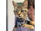 Banks, Domestic Shorthair For Adoption In Paris, Kentucky
