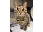 Monkey, Domestic Shorthair For Adoption In Twinsburg, Ohio