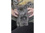 Cora Crawley, Russian Blue For Adoption In Provo, Utah