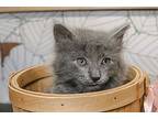 Violet Crawley, Russian Blue For Adoption In Provo, Utah