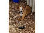 Josie, Terrier (unknown Type, Medium) For Adoption In Granbury, Texas