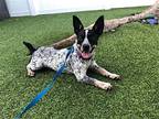 Dale, Rat Terrier For Adoption In Pompano, Florida