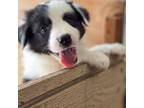 Border Collie Puppy for sale in Oregon City, OR, USA