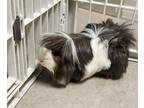 Millie, Guinea Pig For Adoption In Clearfield, Pennsylvania