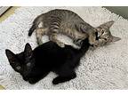 Cassowary & Chickadee Chester, Domestic Shorthair For Adoption In Brooklyn