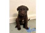 Voss, Labrador Retriever For Adoption In North Wilkesboro, North Carolina