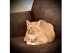 Garfield, Domestic Shorthair For Adoption In Philadelphia, Pennsylvania
