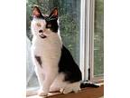 Uno, Domestic Shorthair For Adoption In Sidney, British Columbia