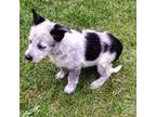 Australian Cattle Dog Puppy for sale in New London, CT, USA