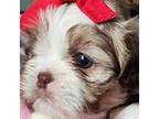 Shih Tzu Puppy for sale in Austin, TX, USA