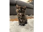 Puffskein, Domestic Shorthair For Adoption In Oakdale, California
