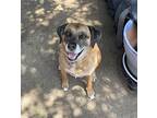 Marley, Labrador Retriever For Adoption In Overland Park, Kansas