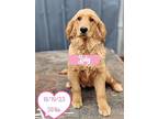 July, Golden Retriever For Adoption In West Hollywood, California