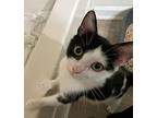 Sweetie Pie24, Domestic Shorthair For Adoption In Youngsville, North Carolina