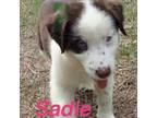 Sadie