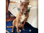Bruno, Terrier (unknown Type, Medium) For Adoption In Doylestown, Pennsylvania