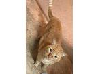 Morris, Domestic Shorthair For Adoption In Phoenix, Arizona