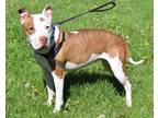 Maya, American Pit Bull Terrier For Adoption In West Seneca, New York