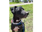 Rainbow Dash, Labrador Retriever For Adoption In Knoxville, Tennessee