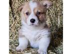 Pembroke Welsh Corgi Puppy for sale in Goshen, OH, USA