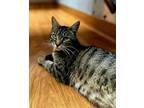 Madelin, Domestic Shorthair For Adoption In Wendell, North Carolina