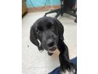 Lucy, Labrador Retriever For Adoption In Scottsbluff, Nebraska