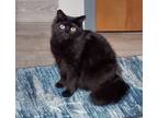 Columbia - Offered By Owner - Black Beauty!, Domestic Mediumhair For Adoption In