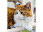 Sully, Domestic Mediumhair For Adoption In Batavia, Ohio