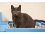 Sage, Domestic Shorthair For Adoption In Batavia, Ohio