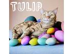 Tulip, Domestic Shorthair For Adoption In Mustang, Oklahoma