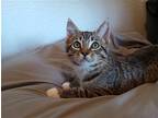 Merced (bonded W/ Davis), Domestic Shorthair For Adoption In Mountain View
