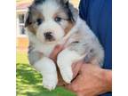 Australian Shepherd Puppy for sale in Brookfield, MO, USA