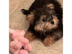 Pomeranian Puppy for sale in Kernersville, NC, USA